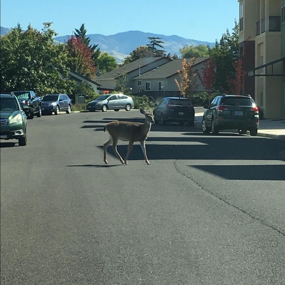 princeamir78